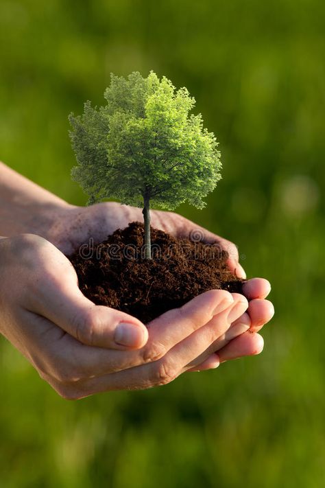 Hands holding small tree. Two cupped hands holding a small tree planted in brown , #SPONSORED, #small, #tree, #Hands, #holding, #cupped #ad Agriculture Photography, Hand Photography, Hd Nature Wallpapers, Hands Holding, Foto Art, Beautiful Photos Of Nature, Beautiful Nature Wallpaper, Green Nature, Organic Clothing