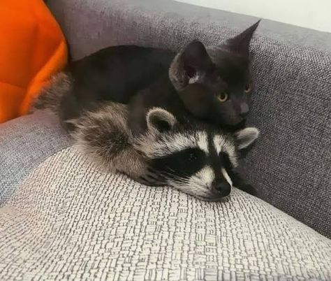 Raccoon Pictures, Favorite Animals, Online Group, Sense Of Humor, Animal Wallpaper, Animal Tattoos, Funny Pics, My Favorite, Humor