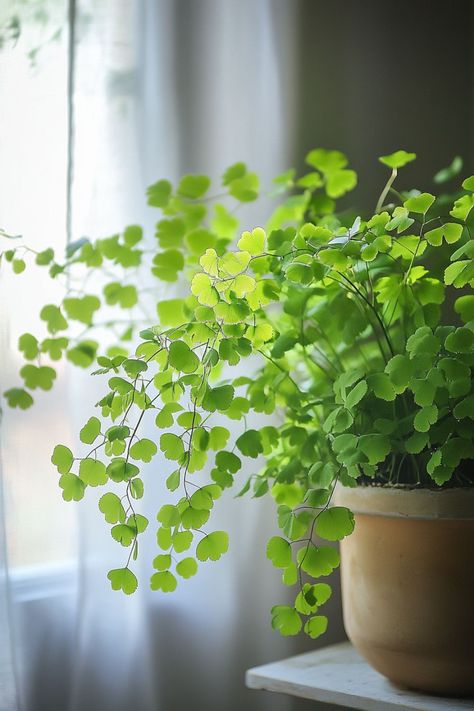 Maidenhair Fern (Adiantum) is a graceful and elegant choice for any indoor garden! 🌿🏡 Known for its delicate, fan-shaped fronds and airy appearance, this plant is a delightful blend of beauty and charm. Perfect for adding a touch of softness and lush greenery, Maidenhair Fern is easy to care for and bursting with visual appeal. Indulge in this timeless botanical elegance today! 🌱✨ #MaidenhairFern #Houseplants #IndoorGarden #GreenLiving Maiden Hair, Plant Vegetables, Maidenhair Fern, Cat Plants, Plants Are Friends, Plant Decor Indoor, Forest Garden, House Plants Decor, Garden Photography