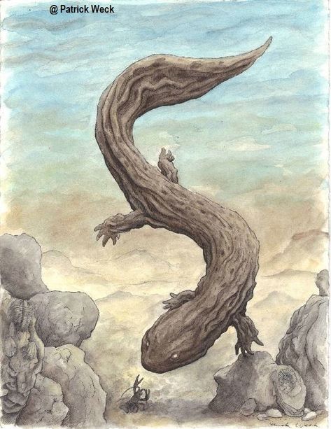 Hellbender Salamander, Chinese Giant Salamander, Giant Salamander, Science Illustration, Salamanders, Creature Artwork, Owl Painting, Wildlife Animals, Newt