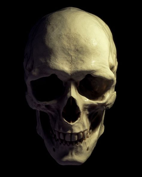 Billelis 3D Skull Models - Human Pack on Behance | Skull model, Skull reference, Skull Balance Of Life, Motifs Art Nouveau, Skull Anatomy, Skull Reference, Skull Model, Skull Art Drawing, Digital Sculpture, Skulls Drawing, 얼굴 그리기