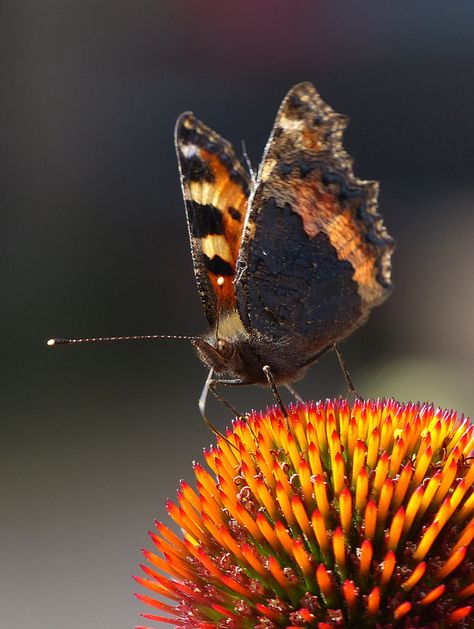 Small Tortoiseshell (aglais urticae) Tortoiseshell Butterfly, Girl Drawing, Tortoise Shell, Moth, Photo Sharing, Nature Photography, Drawings