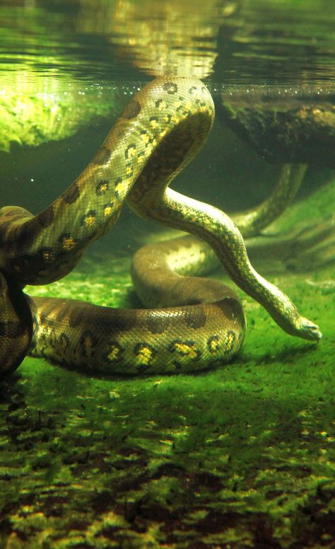 Anaconda Snake, Green Anaconda, Cute Reptiles, Cute Snake, Crested Gecko, Pet Snake, Beautiful Snakes, Types Of Animals, How To Survive