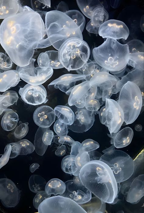 Jelly Fish, Jellyfish, Follow Me On Instagram, Jelly, Floating, Follow Me, Fish, Instagram Photos, Water