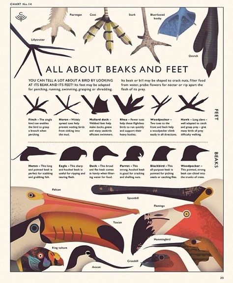 Owen Davey, Animal Infographic, World Animals, Scientific Poster, Animals Illustration, Infographic Map, Science Illustration, Scientific Illustration, Nature Study