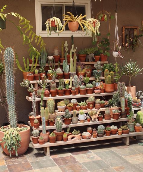 EW+C • Jonna 🇺🇸 & Julien 🇫🇷 on Instagram: “Picture 1: Recent picture of our completed and somewhat crowded plant stand.. Picture 2: picture we found on a Craigslist’s ad a few years…” Terracotta Garden Ideas, Terracotta Garden, Kaktus Dan Sukulen, Cactus Collection, Cactus House Plants, Cactus Care, Succulent Garden Design, Plant Decor Indoor, Succulents Indoor