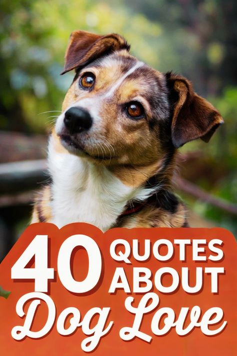 Dog looking curious with text overlay: "40 Quotes About Dog Love". Man’s Best Friend Quotes Dog, Pet Quotes Dog Love, Dogs Unconditional Love Quotes, Dog Saved Me Quotes, Inspirational Dog Quotes, Dogs Quotes Meaningful, Dogs Are Family Quotes, Love For Dogs Quotes, Cute Dog Quotes Short