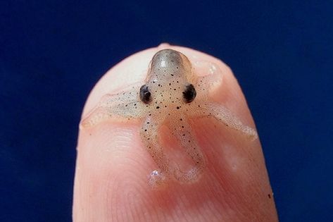 The ocean is not only home to the biggest animal in the world, the Blue Whale, but also home to some of the #smallest animals too. 😍  From marine viruses and the smallest organism to the super cool Irukandji jellyfish, here are 10 of the smallest animals found in the #ocean. 😀  #scubadiving #smallest #tiny #animals #scuba #dive #scubaphotography #smallanimals #marinelife #oceans Casino Food, Baby Animals Real, Tiny Octopus, Charger Storage, Baby Octopus, Animal Help, Baby Animals Pictures, Killer Whales, Ocean Animals