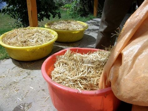 Oyster Mushroom Cultivation, Help Lower Cholesterol, Growing Mushrooms At Home, Mushroom Spores, Mushroom Growing, Mushroom Cultivation, Cash Crop, Oyster Mushrooms, Potager Garden