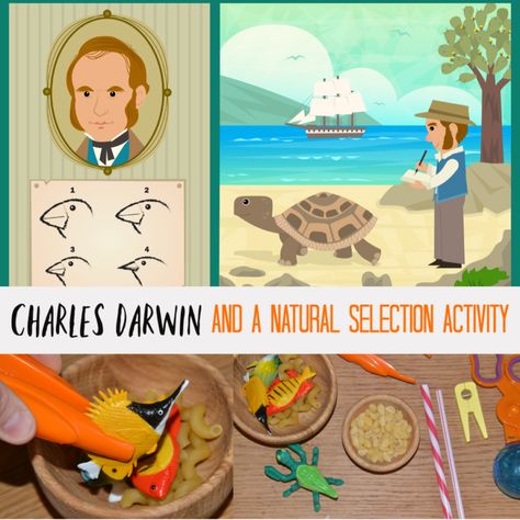 Charles Darwin and a Natural Selection Activity - learn about Charles Darwin and how his observations of finches led to the development of his theory of natural selection and evolution #CharlesDarwin #NaturalSelection #famousscientists Chicken Life Cycle Craft, Early Years Science, Evolution Activities, Darwin Evolution, Darwin's Theory Of Evolution, Darwin Theory, Life Cycle Craft, Unit Studies Homeschool, Theory Of Evolution