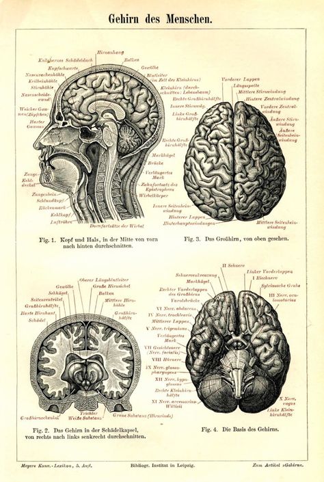 1894 Brain Anatomy  Original Lithograph Human Brain Anatomy, Antique Anatomy, Medical Illustrations, Bear Skull, Brain Anatomy, Brain Art, The Human Brain, Human Body Parts, Medical Anatomy