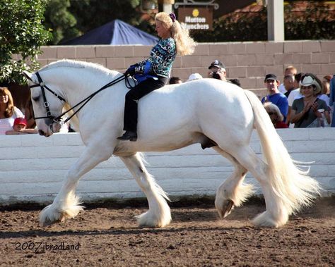 (99) Illusion Crystal Clear of Ox Kill - 18.2 Shire Horse Animal Drawing Ideas, Shire Horse, Horse Dressage, Clydesdale, Draft Horses, Animal Drawing, Horse Stuff, Most Favorite, Reference Photos