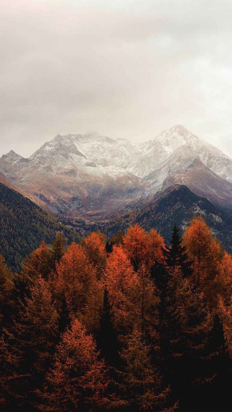 Orange Leaves, Autumn Tree, Fall Background, Autumn Scenery, Yellow Leaves, Fall Wallpaper, Bora Bora, Autumn Photography, Rust Color