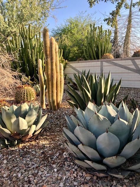 Cacti Garden 1 Digital Print Xeriscape Backyard, Gravel Yard, Desert Plants Landscaping, Dessert Landscaping, Cactus Garden Design, Arizona Plants, Cactus Garden Landscaping, Garden Sitting Areas, Cacti Garden