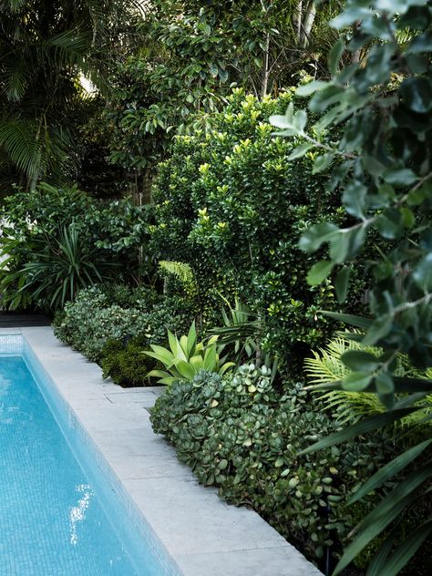 A Tropical Palm-Filled Garden In Eastern Sydney Best Beach Chair, Palm Garden, Pool Landscape Design, Australian Garden, Swimming Pools Backyard, Outdoor Entertaining Area, Garden Pool, Garden Structures, Pool Landscaping