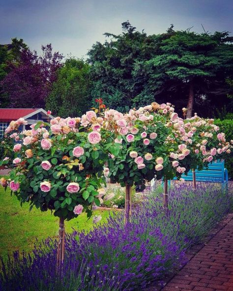 Tree roses in the backyard Tree Roses Front Yards, Roses Front Yard Landscape, Rose Hedge Front Yards, Rose Tree Landscape, Landscape Lights Ideas, Rose Trees Front Yard, Roses In Front Yard, Front Yard Roses Landscaping Ideas, Roses In Front Of House