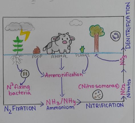 This is a cute way to draw nitrogen cycle which is taught in 8th grade The Nitrogen Cycle, Nitrogen Cycle Drawing, Nitrogen Cycle Diagram, Gouche Paintings, Cycle Drawing, Naming Ceremony Decoration, Nitrogen Cycle, Cycling For Beginners, Arabic Worksheets