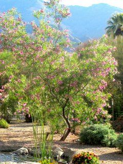 Lush Desert Garden, Desert Willow Tree, Desert Plants Landscaping, Desert Landscape Design, Garden Front Yard, Front Yard Walkway, Yard Walkway, Backyard Landscape Design, Desert Gardening