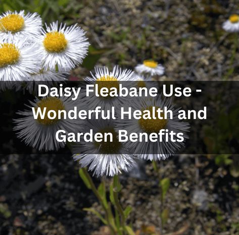 Daisy Fleabane Use - Wonderful Health and Garden Benefits Fleabane Medicinal Uses, Fleabane Uses, Fleabane Daisy, Daisy Fleabane, Natural Medicines, Medicinal Weeds, Wild Foraging, Pollinator Plants, Medicinal Herbs Garden