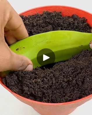 Grow a banana tree at home!😋🍌 | Grow a banana tree at home!😋🍌 | By MetDaan FashionFacebook How To Plant Banana Tree, Banana Tree In Pot, Grow Banana Tree, Banana Plants, Banana Tree, Potted Trees, A Banana, Diy Planters, Banana Leaf