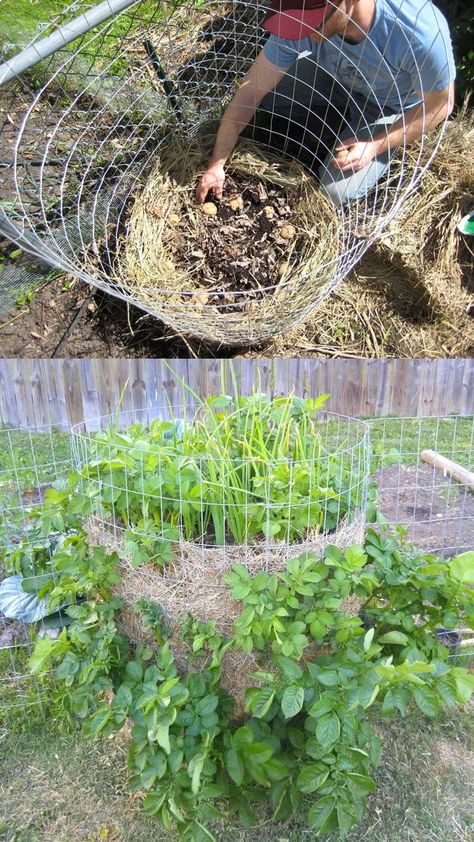 Why potato towers don't work! How to grow potatoes vertically in DIY wire cage, straw mound, bag, or wood box with big yields & best results. - A Piece of Rainbow backyard, garden, vegetable gardening ideas, small space tips, grow your own food, homestead, homesteading #spring #summer #verticalgarden #ediblegarden #vegetablegardening #backyard #gardens #gardening #urbangardening #gardendesign #gardenideas #containergardening #DIY #homestead #gardeningtips #growfood Potato Towers, Grow Potatoes In Container, Potato Tower, Potato Gardening, Potato Planters, Grow Potatoes, Growing Onions, Tattoo Plant, Backyard Gardens