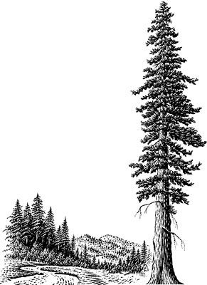 Sequoia Tree Drawing, Redwood Tattoo, Tree Silhouette Tattoo, Scratchboard Illustration, Forest Sketch, Coast Redwood, Forest Drawing, Sequoia Tree, Landscape Tattoo