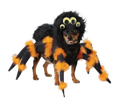 13 Cute & Funny Dog Halloween Costumes For 2021 Dog Spider Costume, Puppy Halloween Costumes, Costumes For Dogs, Spider Dog, Fur Costume, Spider Costume, Pet Spider, California Costumes, Big Puppies