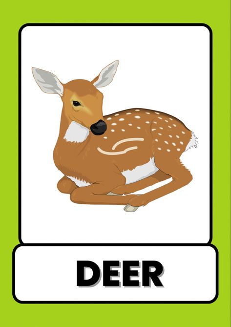 animals flash card, animals flash cards, farm animals flash card, animals flash cards pdf, wild animals flashcards, zoo animal flashcards, animals flashcards pdf, animals flashcards printable, animals flashcards free printable, flashcards of animals, flash cards or flashcards Wild Animals Flashcards, Animals Flashcards For Kids, Kids Learning Alphabet, Abc Preschool, Learning Alphabet, Different Types Of Animals, Animal Flashcards, Kids Animals, Learn New Things