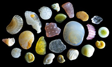 Believe it or not, this is a photograph of sand viewed under a microscope! Sand Microscope, Microscopic Sand, Magnified Sand, Sand Under Microscope, Sand Images, Phish Food, Fun Objects, Under Microscope, Sea Activities