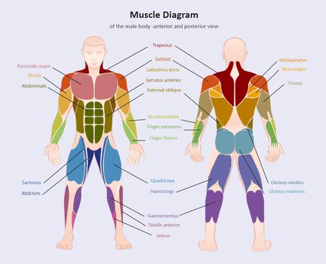 Survival Binder, Leg Muscle Groups, External Oblique, Tibialis Anterior, Science Diagram, Teres Major, Body Muscle Anatomy, Creature Anatomy, Skeleton System