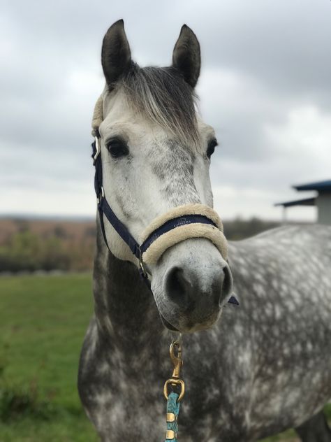 Horse Dapple Grey, Dapple Grey Horse Aesthetic, Fleabitten Grey Horse, Dappled Grey Horse, Horseback Riding Aesthetic, Dapple Grey Horse, Dapple Grey Horses, Grey Horses, Gray Horse