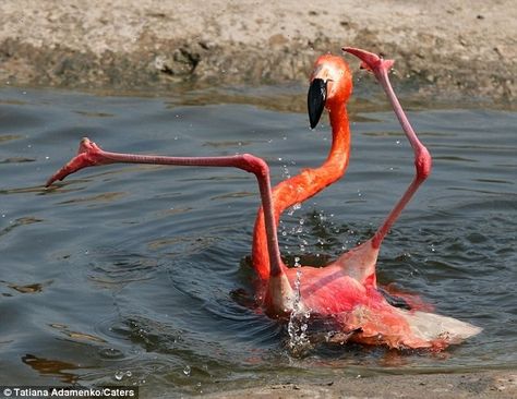 Flamingo has malfunctioned. Please return to upright position. Flamingo, Funny, Water