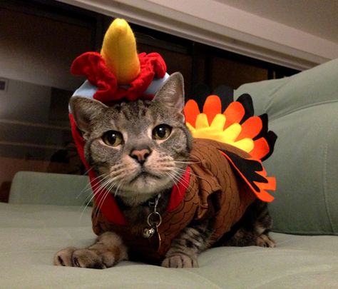 Here are 12 Unamused Cats and Dogs Dressed as Turkeys Happy Thanksgiving Cat, Thanksgiving Cat, Funniest Animals, Happy Thanksgiving Images, Cat Fun, Thanksgiving Images, Image Cat, Creative Activities For Kids, Cat Funny