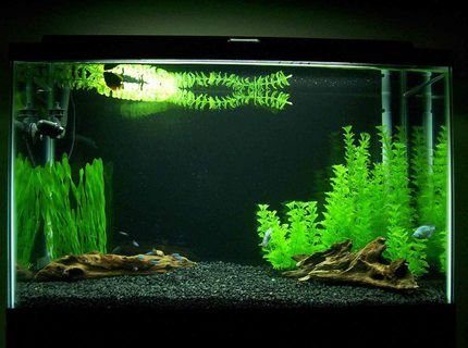 29 Gallon Fish Tanks (page 7) | RateMyFishTank.com Simple Planted Aquarium, 29 Gallon Fish Tank Ideas, Drawing Ideas Turtle, Minimalist Aquarium, Sea Animal Drawing, Draw Turtle, Turtle Tank Ideas, Turtle Aesthetic, Aqua Plants