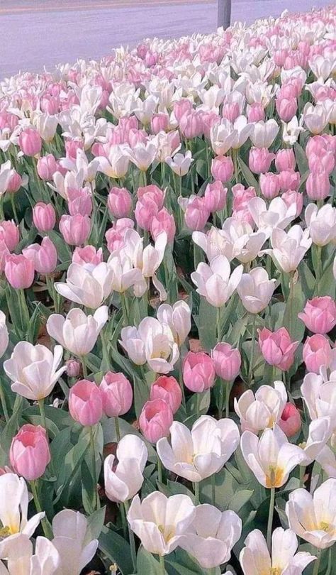 Pink Flowers Wallpaper, Phone Wallpaper Pink, Flowery Wallpaper, Nothing But Flowers, Beautiful Flowers Garden, White Tulips, Beautiful Flowers Wallpapers, Flower Phone Wallpaper, Flower Doodles