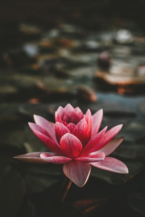 pink and white lotus flower photo – Free Flower Image on Unsplash Red Flower, Water Lilies, Lotus, Water, Green, Red