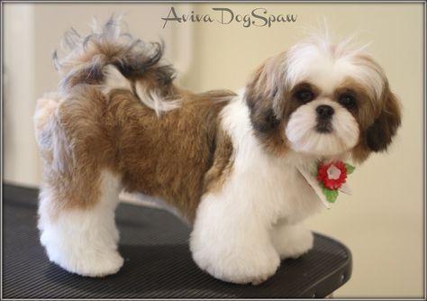 Shih Tzu Haircuts, Perro Shih Tzu, Chien Shih Tzu, Shitzu Dogs, Shih Tzu Grooming, Shitzu Puppies, Shih Tzu Funny, Shih Poo, Puppy Cut