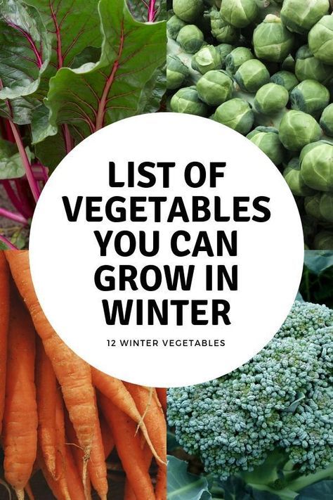 Learn twelve vegetables you can grow in the fall and winter with tip on growing winter vegetables. #gardeningchannel #gardening #vegetablegardening Growing Winter Vegetables, Gemüseanbau In Kübeln, Vegetable Garden Planner, Winter Vegetables Gardening, List Of Vegetables, Fall Vegetables, Fall Garden Vegetables, Organic Vegetable Garden, Winter Vegetables