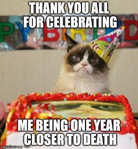 Birthday Memes For Him, Grumpy Cat Birthday, Cat Birthday Memes, Happy Birthday Animals, Funny Happy Birthday Meme, Funny Happy Birthday Pictures, Happy Birthday Quotes Funny, Happy Birthday Song, Happy Birthday Meme