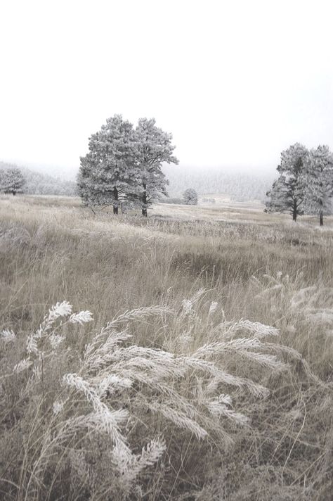 Winter Wonder, Into The Wild, Pacific Northwest, Beautiful World, Beautiful Landscapes, Mother Nature, The Great Outdoors, Winter Wonderland, Beautiful Nature