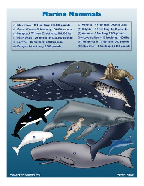 Ocean Mammals range in size from the 30-pound sea otter to the 300,000-pound blue whale. Ocean Mammals, Marine Biology Activities, Marine Mammalogy, Dolphin Unit Study, Underwater Crafts, Marine Mammal Rescue, Mammals Activities, Pacific Marine Mammal Center, Whale Pictures