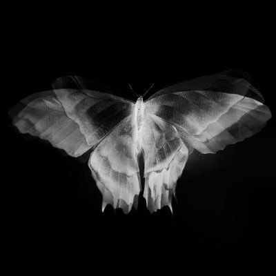 Dark Paradise, Gray Aesthetic, Black And White Aesthetic, Black Aesthetic Wallpaper, Grunge Photography, White Butterfly, Aesthetic Grunge, White Aesthetic, Dark Wallpaper