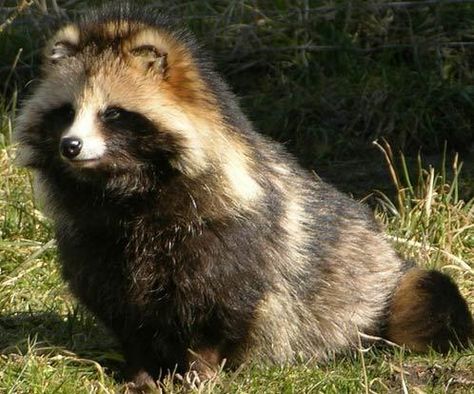 The Japanese raccoon dog, also known as tanuki, is a subspecies of the raccoon dog native to Japan.  The animal has been significant in Japanese folklore since ancient times. The legendary tanuki is reputed to be mischievous and jolly, a master of disguise and shapeshifting, but somewhat gullible and absentminded. It is also a common theme in Japanese art, especially statuary. Japanese Raccoon Dog, Strange Animals, Wild Dog, Raccoon Dog, Unusual Animals, Rare Animals, Wild Dogs, Blue Heeler, Racoon