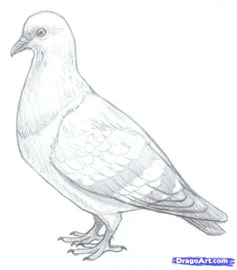 Pigeon Pencil Drawing, Pegion Bird Drawing Sketch, Pigeon Art Drawing, Pigeon Sketch, Embroidery Seasons, Pigeon Painting, Pigeon Drawing, Pencil Drawing Pictures, Bird Pencil Drawing