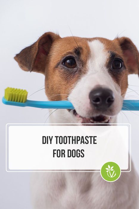 Pamper your pup with DIY toothpaste for dogs! Easy to make with natural ingredients, it’s economical and free from pesky artificial additives and chemical fillers for a healthier smile for your dog! Natural Dog Toothpaste Recipe, Diy Toothpaste For Dogs, Diy Dog Toothpaste For Bad Breath, Dog Toothpaste Recipe, Diy Dog Toothpaste, Homemade Dog Toothpaste, Dog Toothbrush And Toothpaste, Diy Toothpaste, Dog Toothpaste