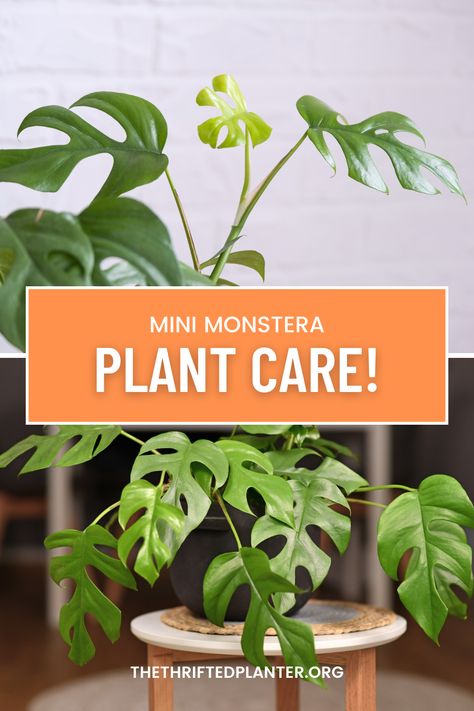 Learn how easy it is to grow the MINI Monstera! Easy to follow and implement Mini Monstera Plant Care, How To Replant Monstera Plant, Monstera Plant Soil, Mini Monstera Plant Propagation, How To Care For A Monstera Plant, Mini Monstera Plant, Best Soil For Monstera Plant, Mini Monstera, Monstera Plant Care