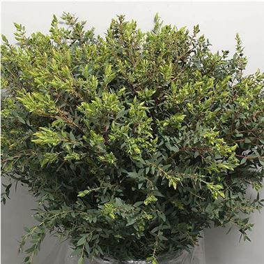 Create the Country Garden Garland with Eucalyptus Parvifolia (Italian Grown) is an evergreen scented foliage with multiple small pointed leaves. 65cm tall & wholesaled per single bunch.</p> Winter Wedding Flower Arrangements, Woodland Wedding Flowers, Dutch Flowers, Flower Varieties, Asparagus Fern, Green Eucalyptus, Winter Wedding Flowers, Venue Decorations, Florist Supplies