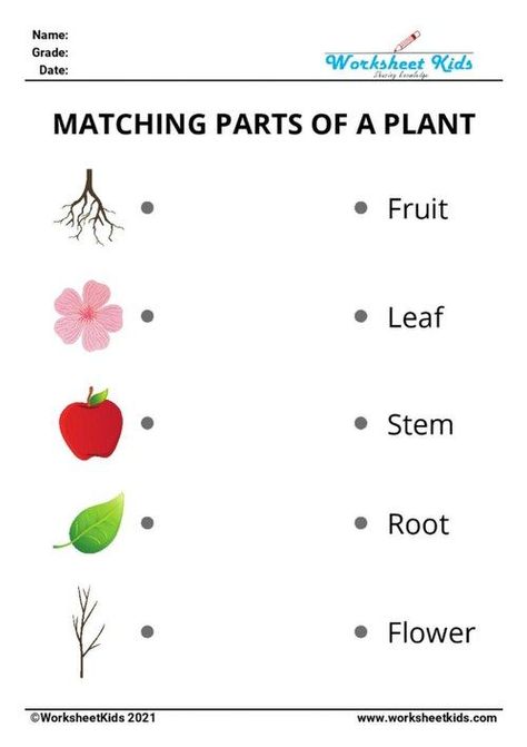 Worksheets on plant parts we can eat and their functions in this printable PDF and fun activities for kids who studying in kindergarten and grade 1. Free activity worksheets on plant parts and their functions helps kids to understand the parts of a plant easily. All these worksheets are free to download. coloring and diagram, matching, crossword puzzle, missing letters, jumbled or unscramble words, word search puzzle and multiple choice questions. Lkg Science Worksheets, Science Worksheets For Class 1, Parts Of The Plants Worksheets For Kindergarten, Plant Worksheets For Kindergarten, Evs For Kindergarten, Kg Science Worksheet, Parts Of A Plant Worksheet 2nd Grade, Part Of Plant Worksheet, Ukg Evs Worksheets Activities