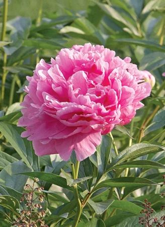 Peony Varieties, Wildlife Garden Design, Hardscape Backyard, Pink Perennials, Peony Bud, Planting Peonies, Growing Peonies, Container Garden Design, Southern Garden