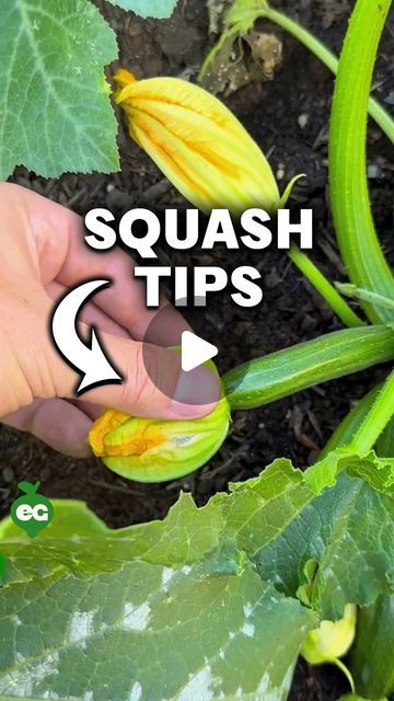 How To Grow Butternut Squash, Squash Plants How To Grow, Squash Growing, Growing Squash, Squash Plant, Gardening Hacks, Grow On Instagram, May 27, How To Grow